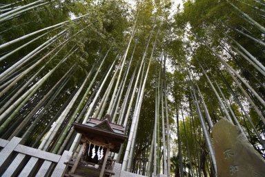 Явата-но-Ябуширазу, запретный лес Японии